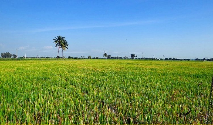 बेवीनार में कृषि वैज्ञानिकों ने बताया कैसे करें धान की सीधी बुआई