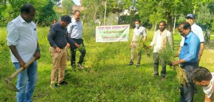 KVK  टीकमगढ़ द्वारा गाजरघास जागरूकता सप्ताह का आयोजन