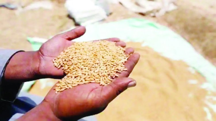 कमलनाथ का खरीदा गेहूं केंद्र सरकार ने लेने से किया इंकार, शिवराज ने 1200 करोड़ में बेचा