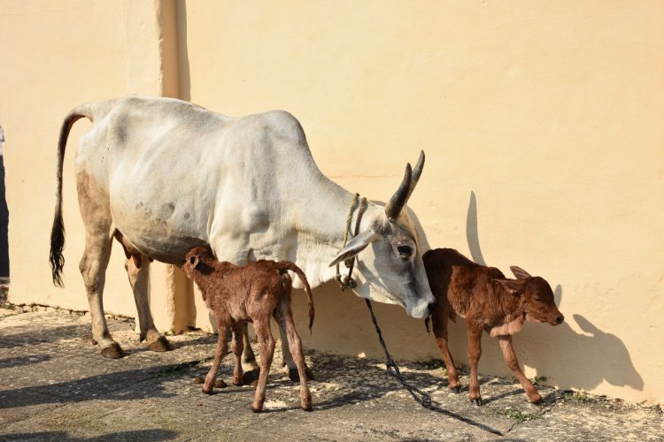 मध्यप्रदेश में पहली बार भ्रूण प्रत्यारोपण प्रयोग से देशी गाय ने दी जुड़वां साहीवाल बछिया