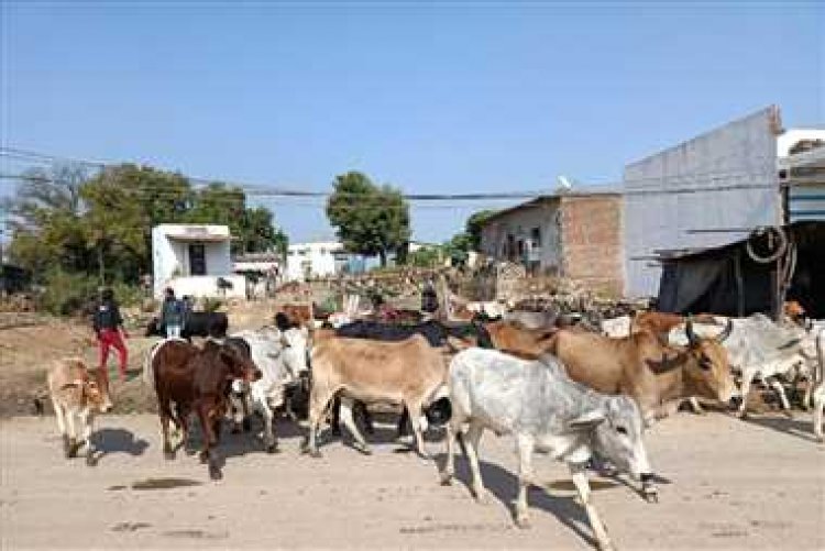 गौशाला पर खर्च कर दिया करोड़ों फिर भी गायों को नहीं मिला सहारा