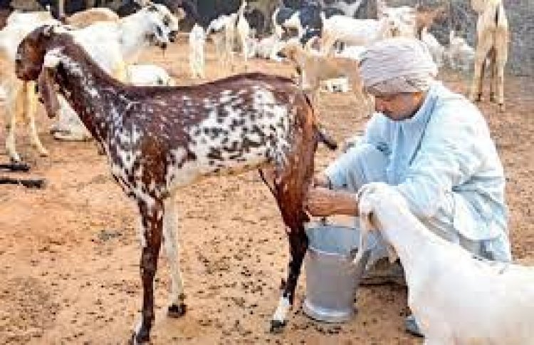 बकरी दूध का उभरता बाजार