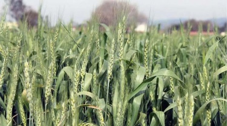 गेहूं की फसल को रोग से कैसे बचाएं और ले अच्छा उत्पादन: कृषि वैज्ञानिकों की सलाह