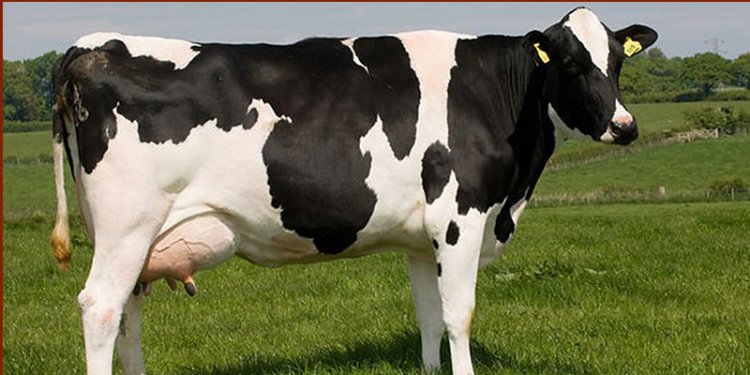 पशुपालन से किसान बन गया लखपति, दूध बेचकर एक साल में कमा लिए 10 लाख