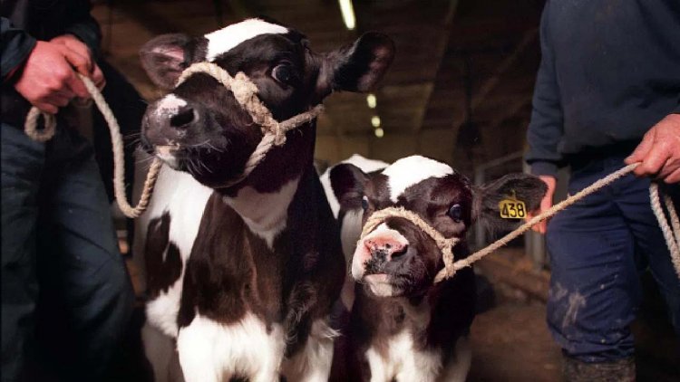 तकनीक से बना दी 'सुपर गाय', एक साल में देगी 18 टन दूध, जानिए कहां और कैसे बनाई