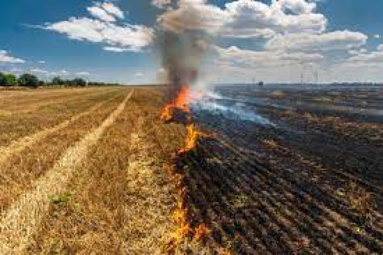कृषि वैज्ञानिक ने बताया नरवाई जलाने का नुकसान और फसलों को कीटों से बचाने का उपाय