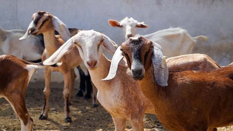 बकरी पालन किसानों के लिए फायदेमंद, सरकार दे रही 40 से 60% तक अनुदान