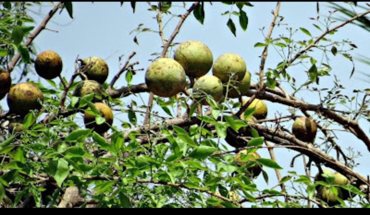 किसानों के लिए लाभकारी हो सकती है बेल की बागवानी: प्रो डी के सिंह