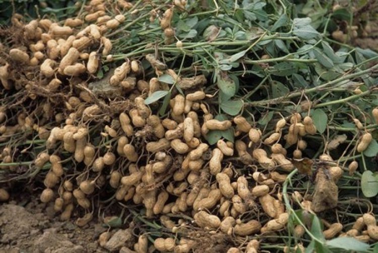 खरगोन के किसानों ने 500 हेक्टेयर में की खास किस्म की मूंगफली की बुआई, होगी बंपर कमाई