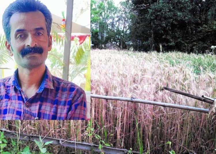 काले गेहूं की खेती: मऊगंज के अनिल मिश्रा के नवाचार से क्षेत्र के किसानों को आस