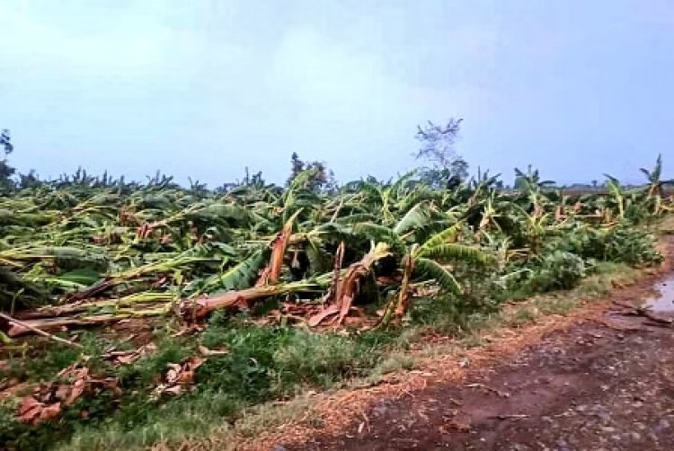 बुरहानपुर में आंधी से बर्बाद हुई केले की फसल 